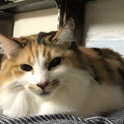 院長の猫の写真