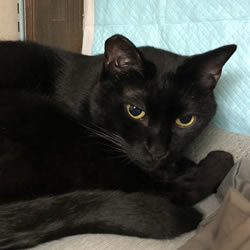 院長の猫の写真