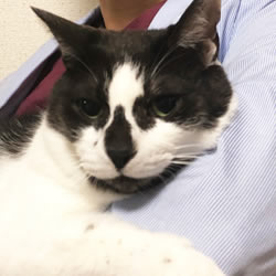 院長の猫の写真